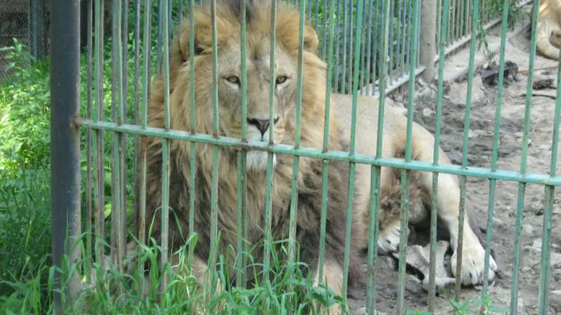 Grădina Zoologică Băneasa, transformată RADICAL. Află cum va arăta noul BioParc Zoo