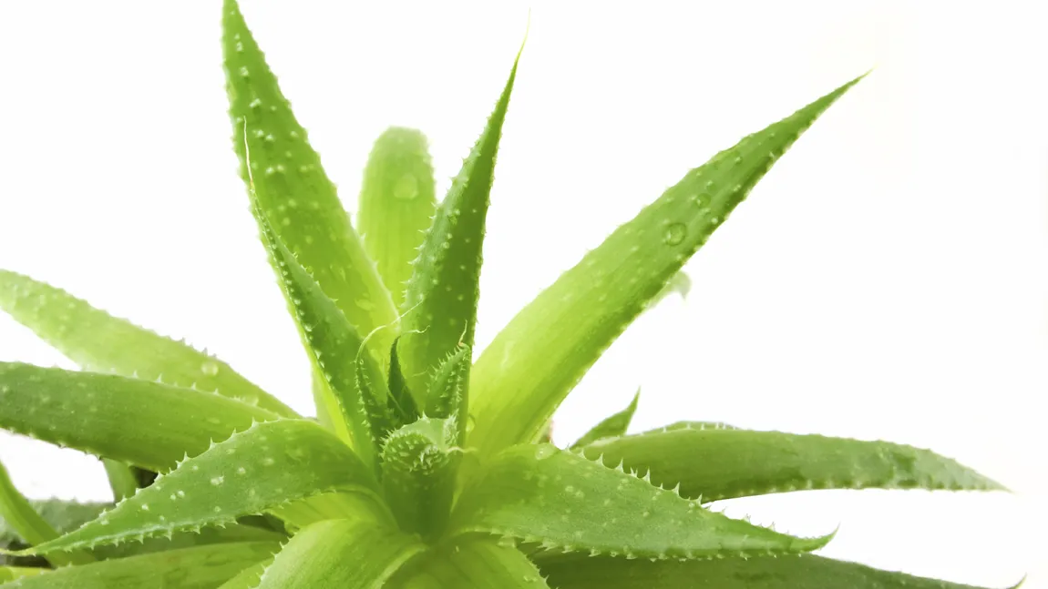 Aloe vera în tratamente de frumuseţe: La ce o poţi folosi