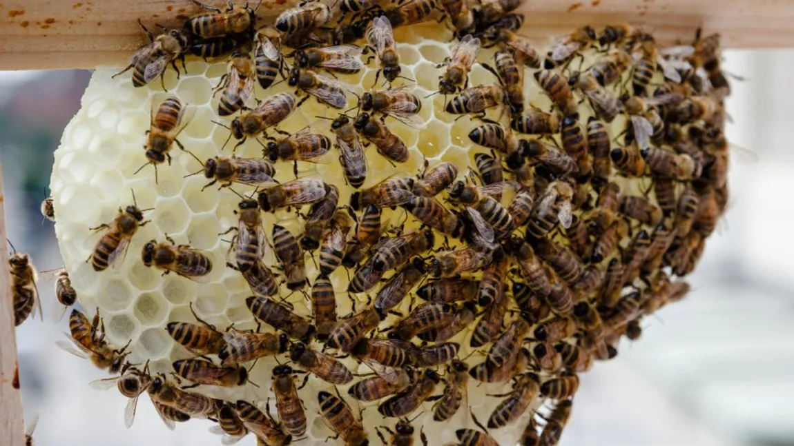 Şapte persoane ATACATE de un roi de albine, la Vaslui. Un copil de 3 ani e în stare GRAVĂ