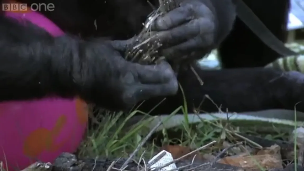 Are 98% din ADN-ul UMAN: Un cimpanzeu BONOBO a învăţat singur să APRINDĂ FOCUL şi să gătească VIDEO