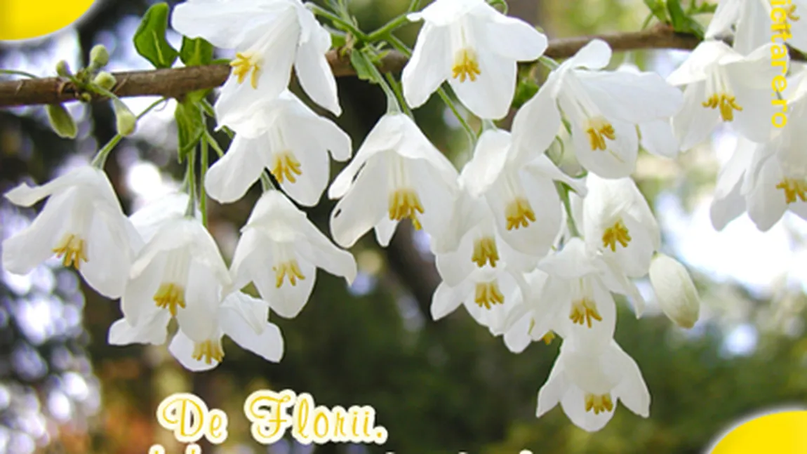 MESAJE DE FLORII. Cele mai amuzante URARI DE FLORII, numai bune de trimis celor dragi cu nume de flori