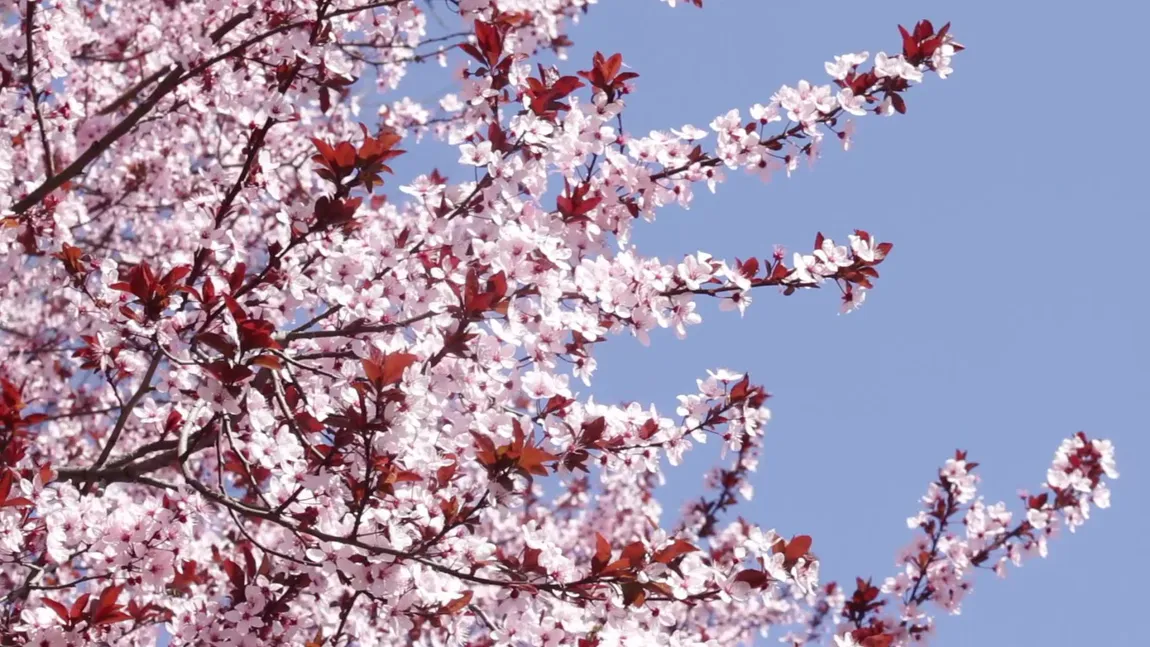 PROGNOZA METEO. Din Duminica Floriilor vremea se încălzeşte