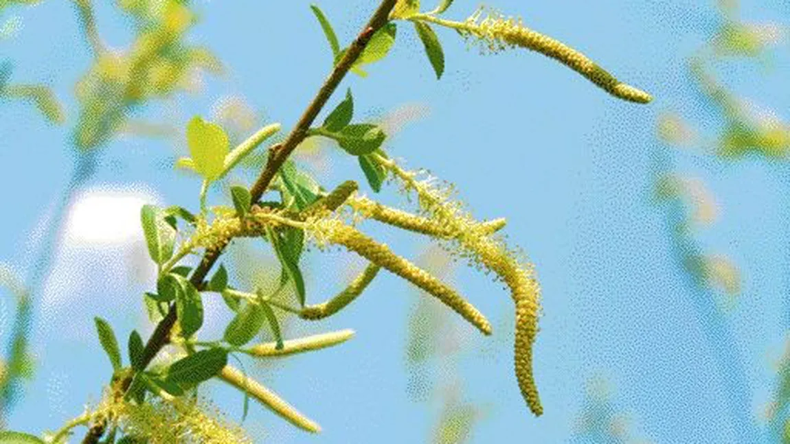 Ce nu ştiai despre Duminica Floriilor