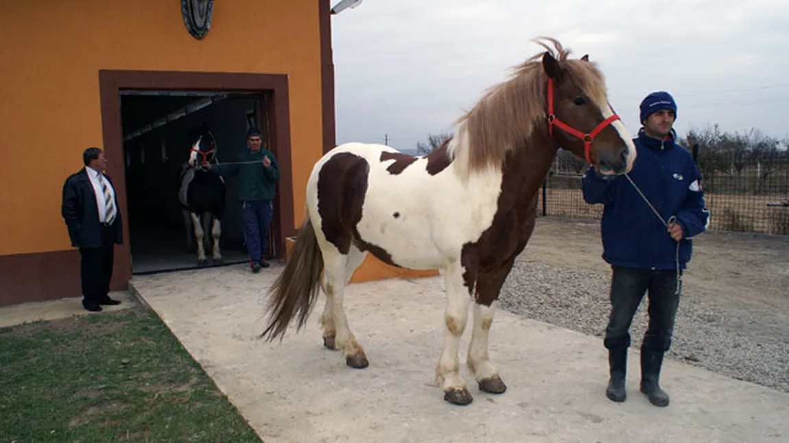 Tineri arestaţi preventiv pentru furtul a cinci cai de rasă de aproximativ 48.000 de euro