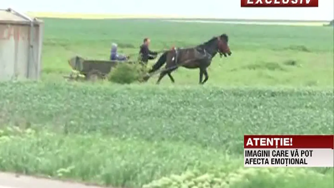 INCREDIBIL: I-a cerut public scuze calului după ce l-a bătut cu bestialitate VIDEO