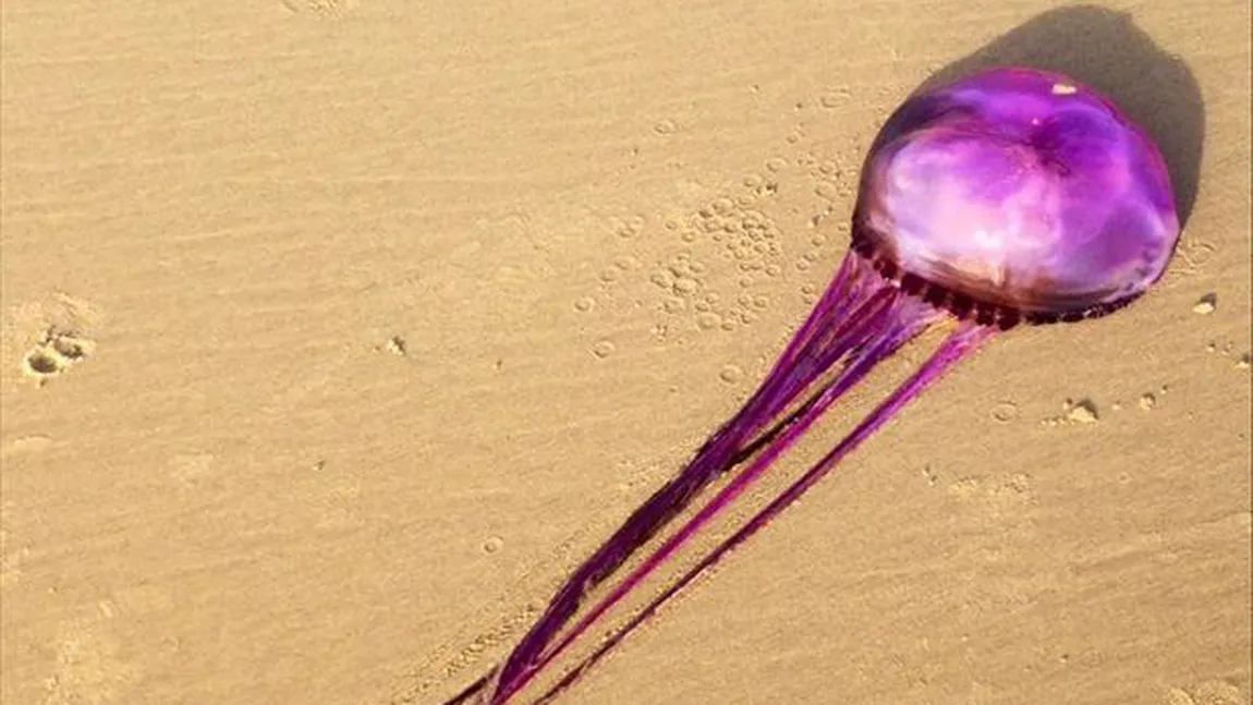 MONSTRU MOV descoperit pe o plajă din Australia. Cercetătorii se tem de o INVAZIE