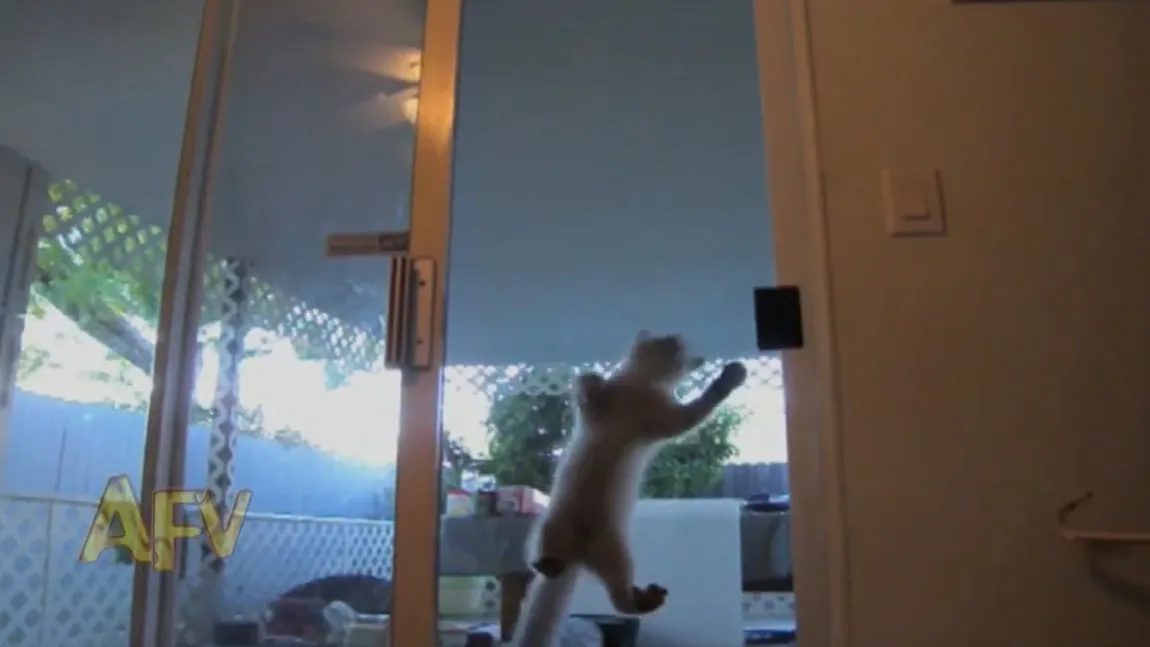 PISICA SPIDER-MAN: O felină buclucaşă deschide singură o uşă pentru a intra în casă VIDEO