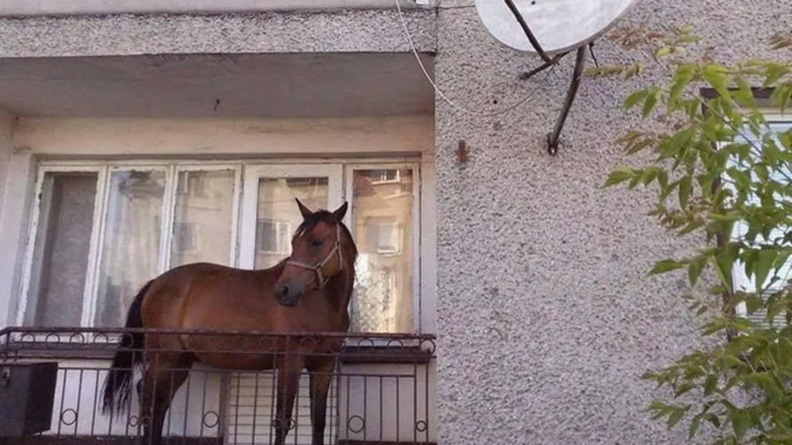 FOTOGRAFIA ZILEI: Un cal putere parcat în balcon