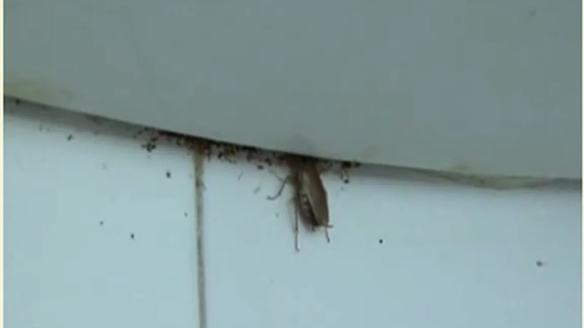 SPITALUL GROAZEI. Pacienţii se plâng că stau printre gândaci şi dorm câte doi în pat VIDEO