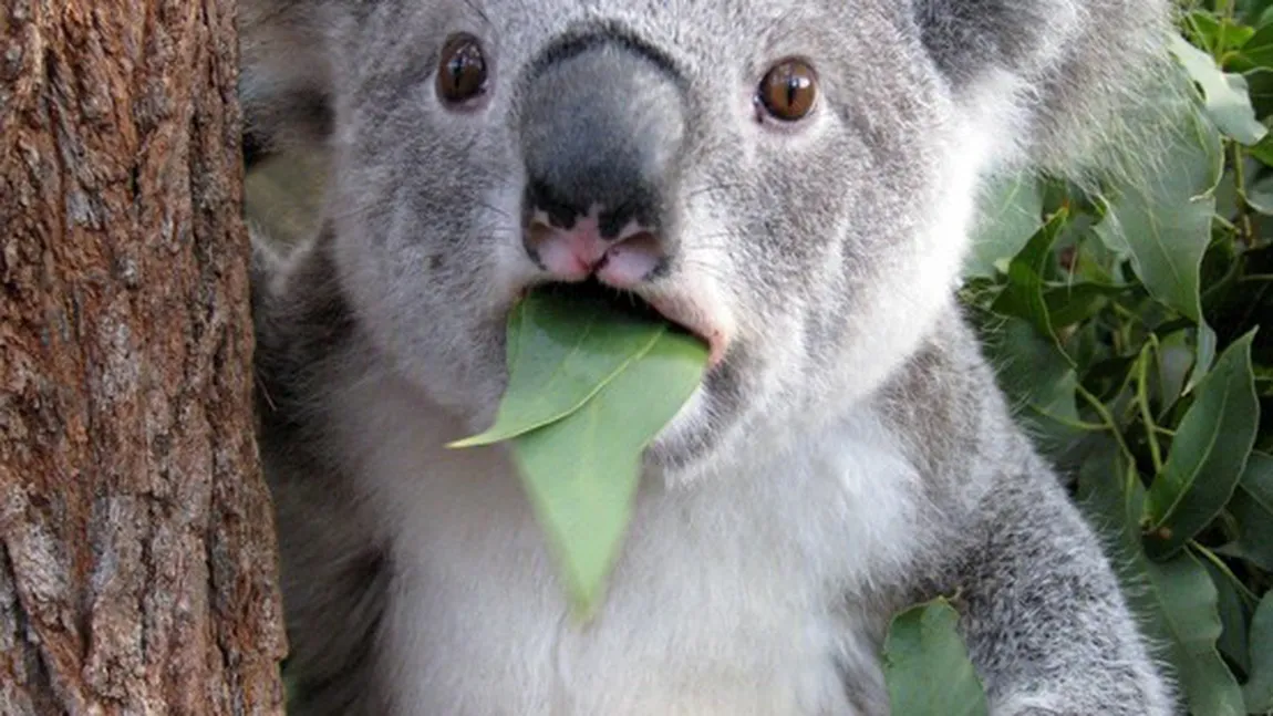 Un ursuleţ koala a rămas prins într-un gard. Vezi OPERAŢIUNEA de SALVARE VIDEO