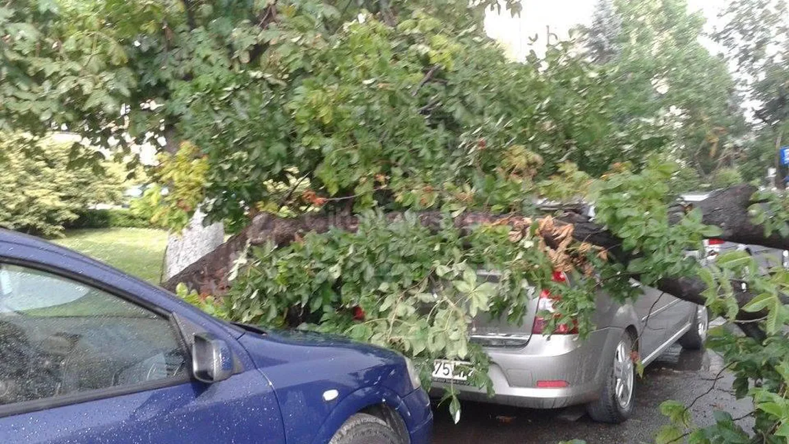 Vijelia a făcut RAVAGII. Un arbore s-a rupt şi a făcut PRAF o maşină FOTO