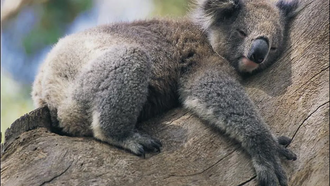 Metoda uimitoare prin care se răcoresc koala: Îmbrăţişează un copac