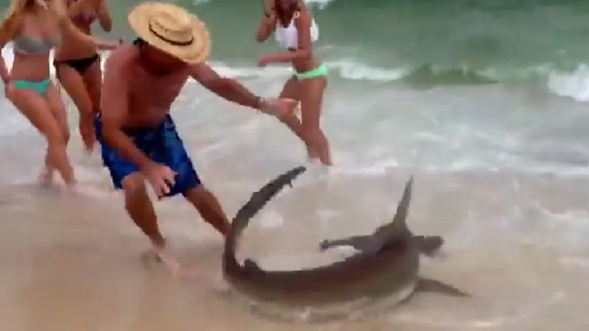 Imagini incredibile: 150 de rechini, văzuti de-a lungul coastelor statului american Alabama VIDEO