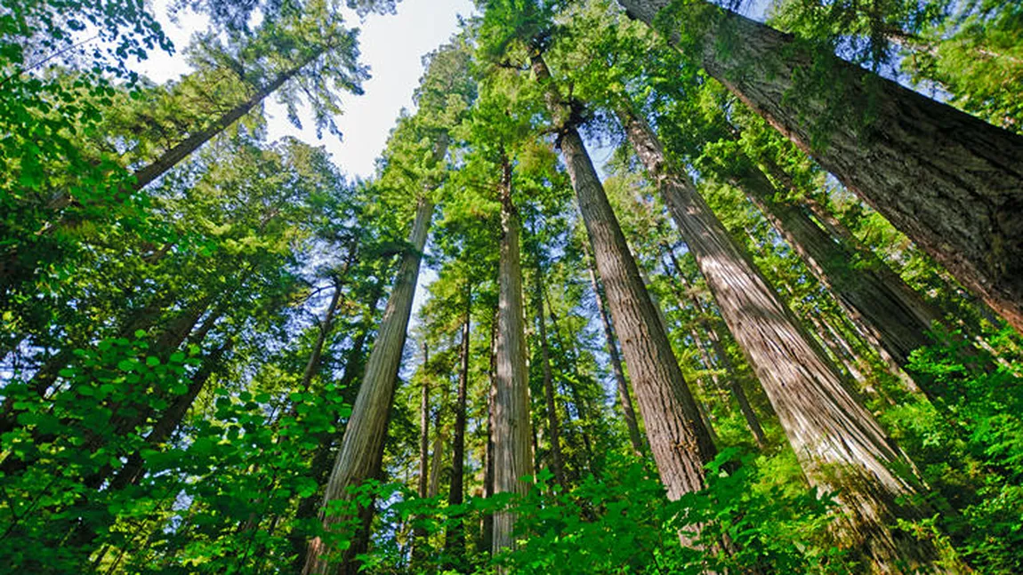 Jumătate din speciile de arbori din lume sunt ameninţate de dispariţie