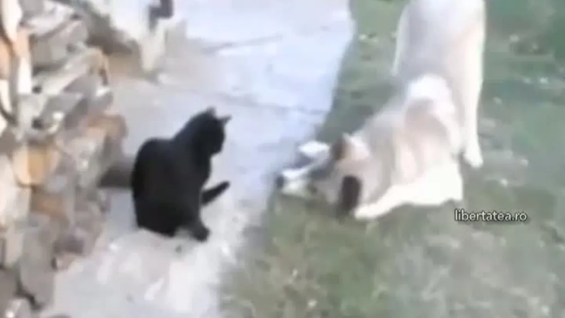 NĂSTRUȘNICIA animalelor de companie: Faze haioase cu câini şi pisici care vor provoca hohote de râs VIDEO