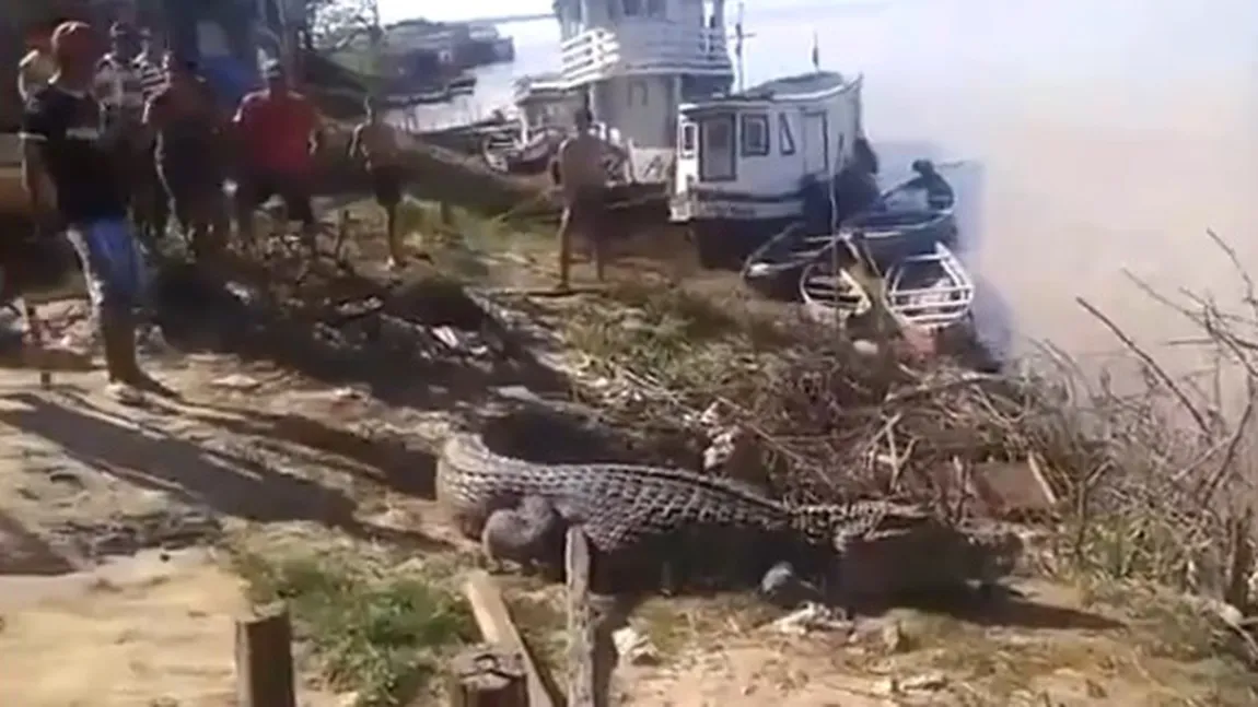 Gest DUBIOS făcut de un BĂRBAT: A MERS pe un CROCODIL, riscând să fie MÂNCAT de VIU VIDEO