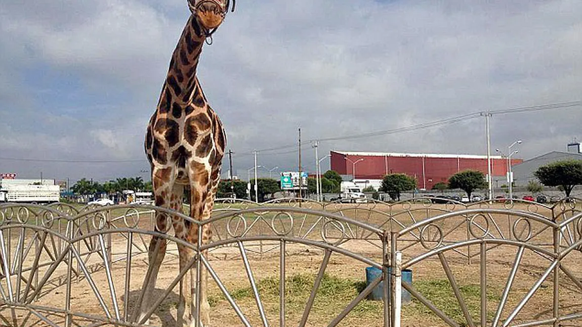 Aşa ceva nu vezi în fiecare zi: O girafă aleargă, nestingherită, printre maşinile din trafic VIDEO