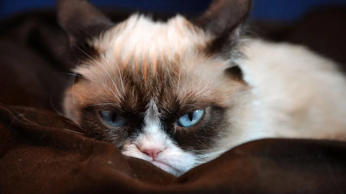 Grumpy Cat are o rivală. Cum arată pisicuţa care pare tot timpul tristă GALERIE FOTO