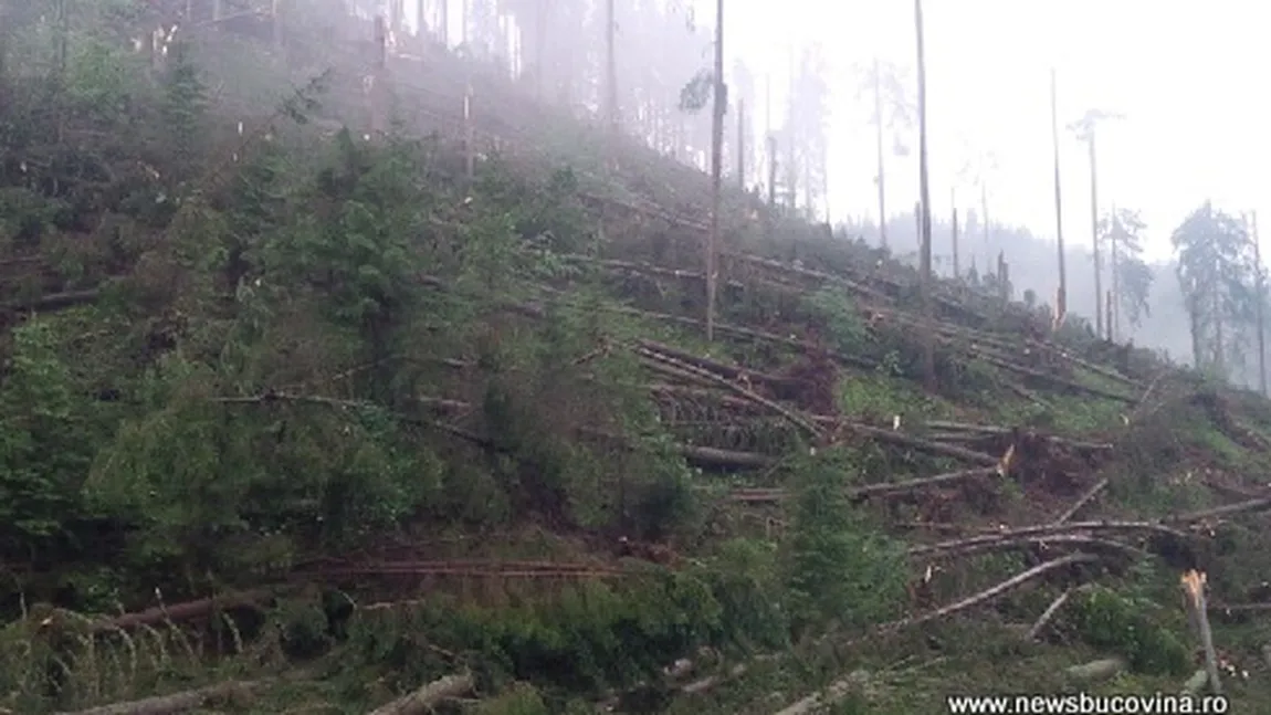O furtună cu aspect de TORNADĂ a doborât o pădure întreagă din Suceava VIDEO
