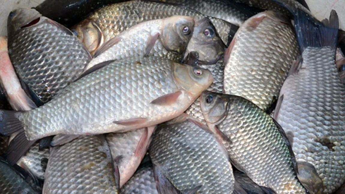 Tone de peşte care urmau să fie exportate ilegal în România, confiscate în Spania