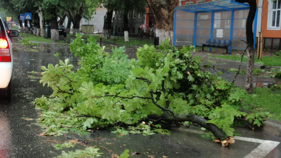 Tragedie în Maramureş. O femeie a murit după ce a fost lovită de un copac doborât de furtună