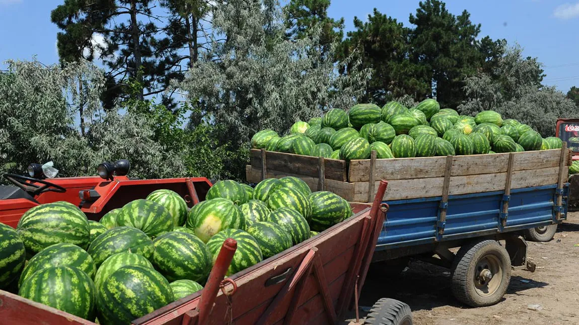 Sacrificul cultivatorilor pentru producţia de PEPENI ROMÂNEŞTI. Cum se cresc fructele care ne îndulcesc vara