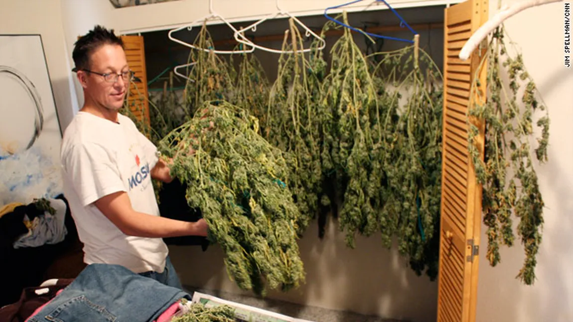 O altă ţară europeană a autorizat cultivarea CANABISULUI în scopuri medicale