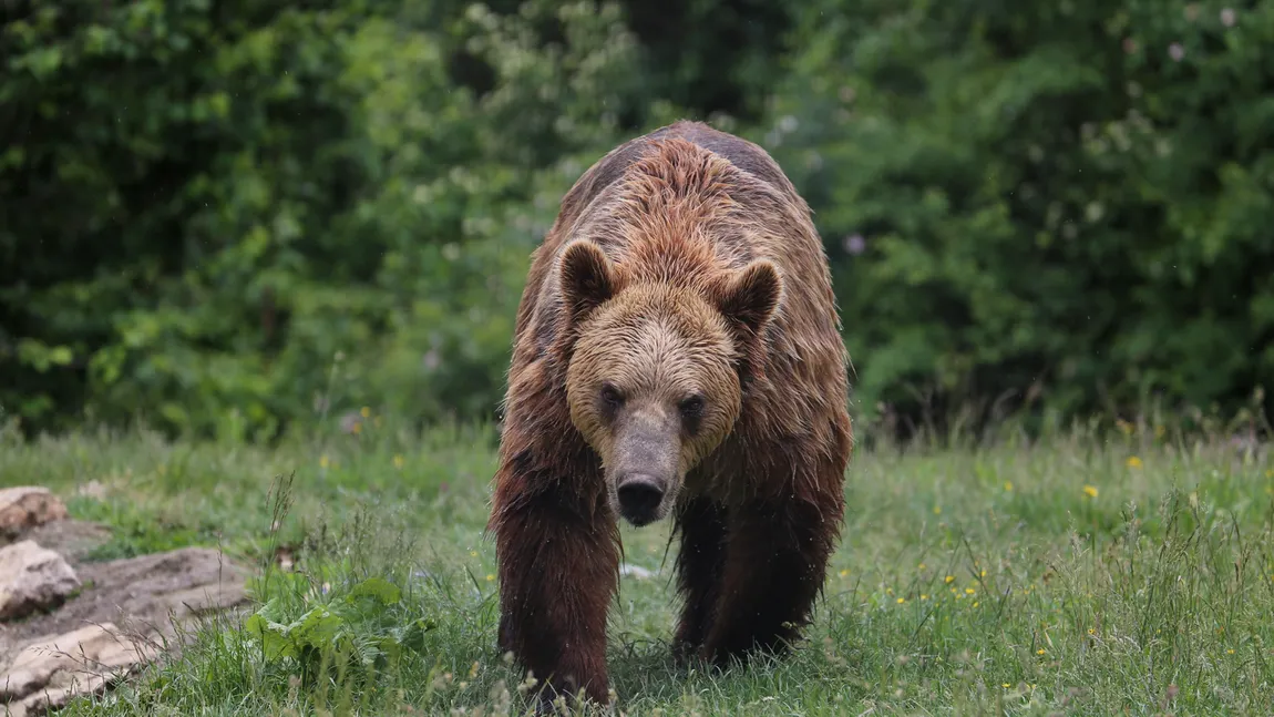 Turiştii, avertizaţi să evite zona Retezatului Mic din cauza urşilor