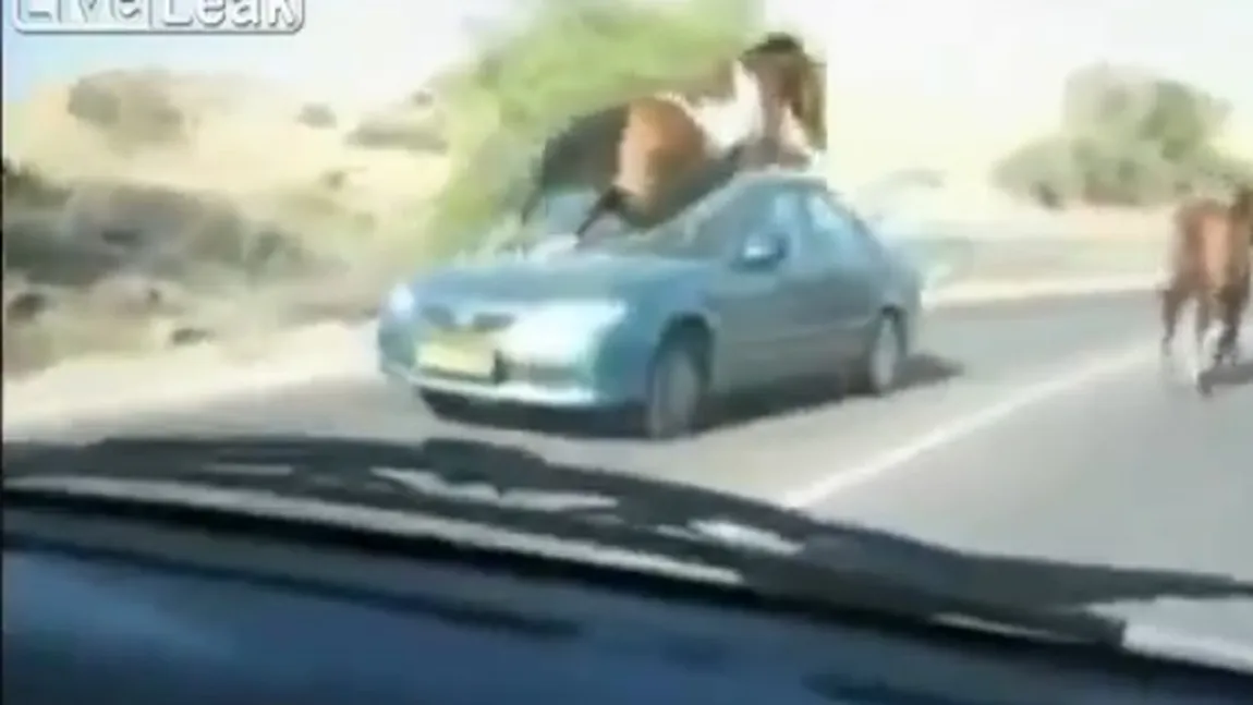 Imagini şocante surprinse de o cameră video în trafic. Un cal apare din senin pe o stradă şi este lovit