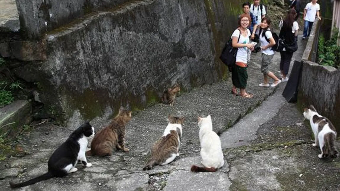 Povestea INCREDIBILĂ a pisicilor care au salvat un ORAŞ de la PIEIRE - FOTO şi VIDEO