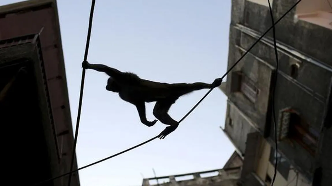 Pe limba animalelor. Oameni deghizaţi în maimuţe, angajaţi să sperie primatele din Parlamentul Indiei