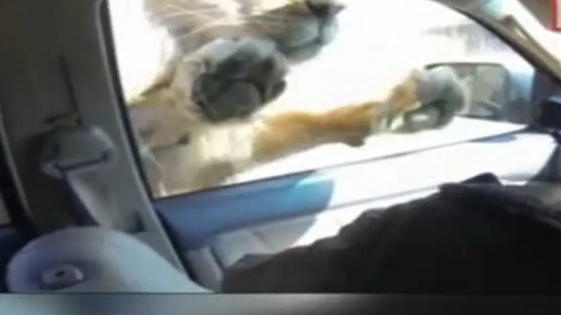 EXPERIENŢĂ de COŞMAR. Un LEU FIOROS atacă o maşină plină de oameni: O să o spargă! VIDEO