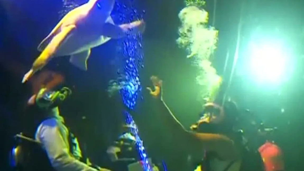 Nuntă inedită: Au ales să-şi unească destinele sub apă, într-un acvariu plin cu rechini VIDEO