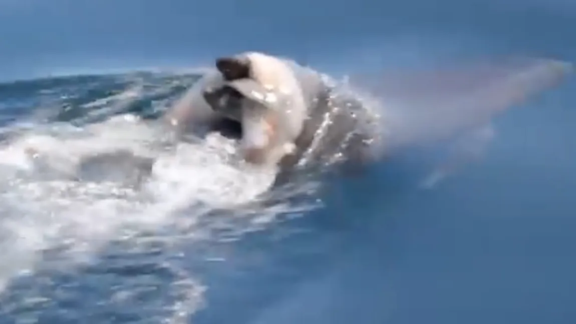 Moment SFÂŞIETOR surprins pe mare. Un grup de oameni au asistat înmormântarea unui pui de delfin mort VIDEO