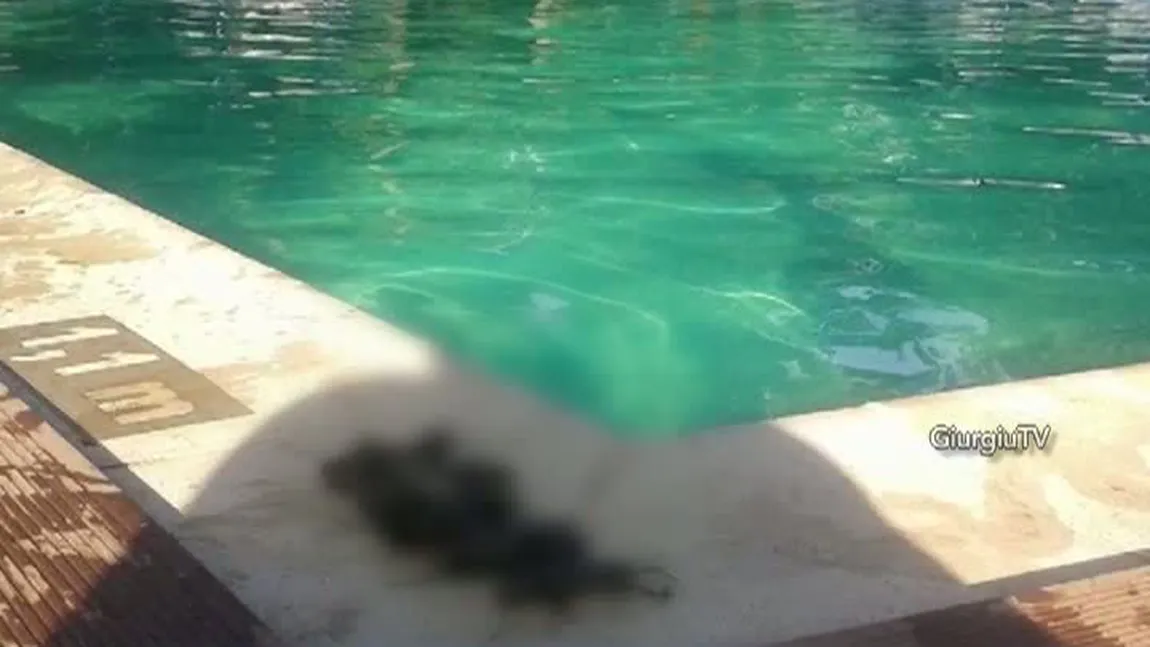 Piscină de fiţe din Giurgiu, cu şoareci şi broaşte moarte VIDEO