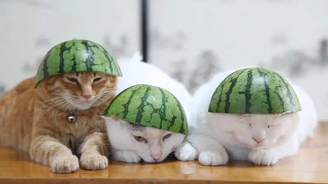 Cel mai amuzant lucru pe care îl vei vedea astăzi. Pisici somnoroase cu pălării din PEPENE VERDE VIDEO