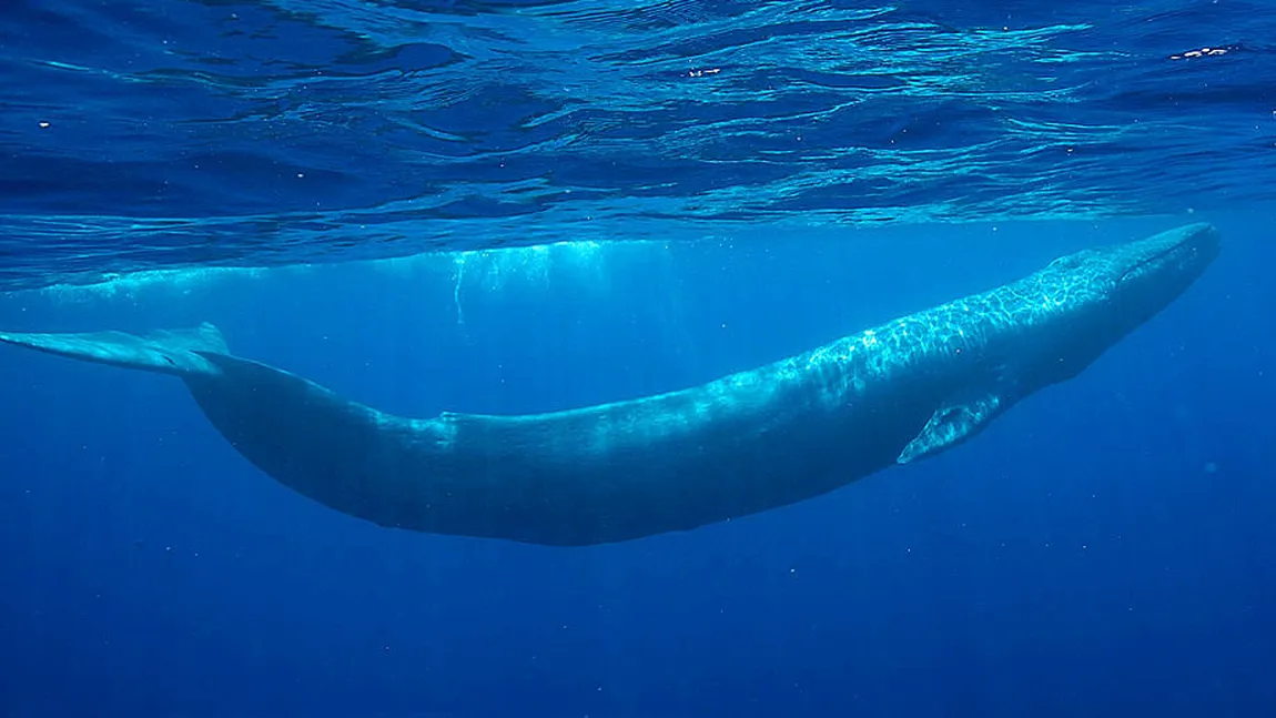 Balenele albastre din California, odinioară aproape de dispariţie, revin la nivelele istorice