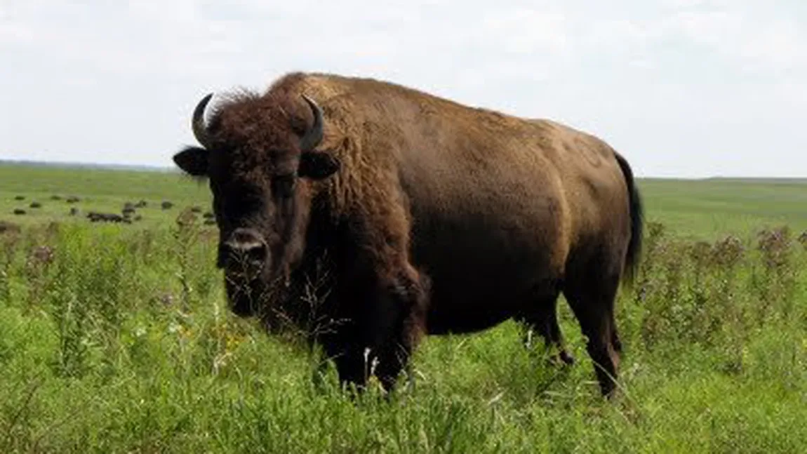 Zeci de bizoni, otrăviţi cu FURADAN, la o fermă din Bihor