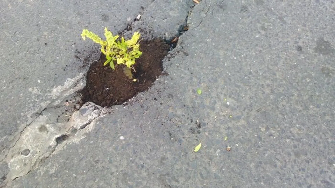 FOTOGRAFIA ZILEI: Creşte busuioc în gropile din străzile Timişoarei