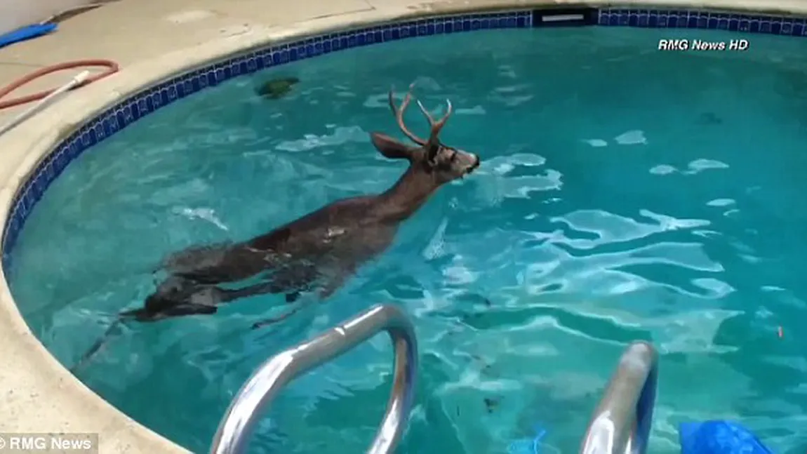 Surpriză pentru proprietarii unei locuinţe din California: O căprioară a înotat o oră în piscina lor VIDEO