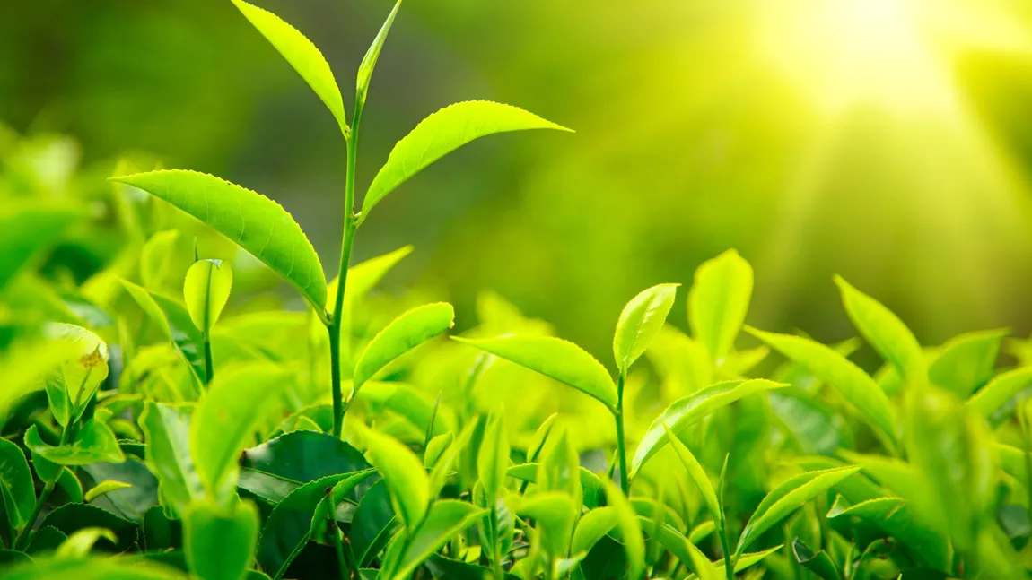 Ce se întamplă dacă foloseşti plante aromatice în dieta? Vezi efectul WOW de slăbire