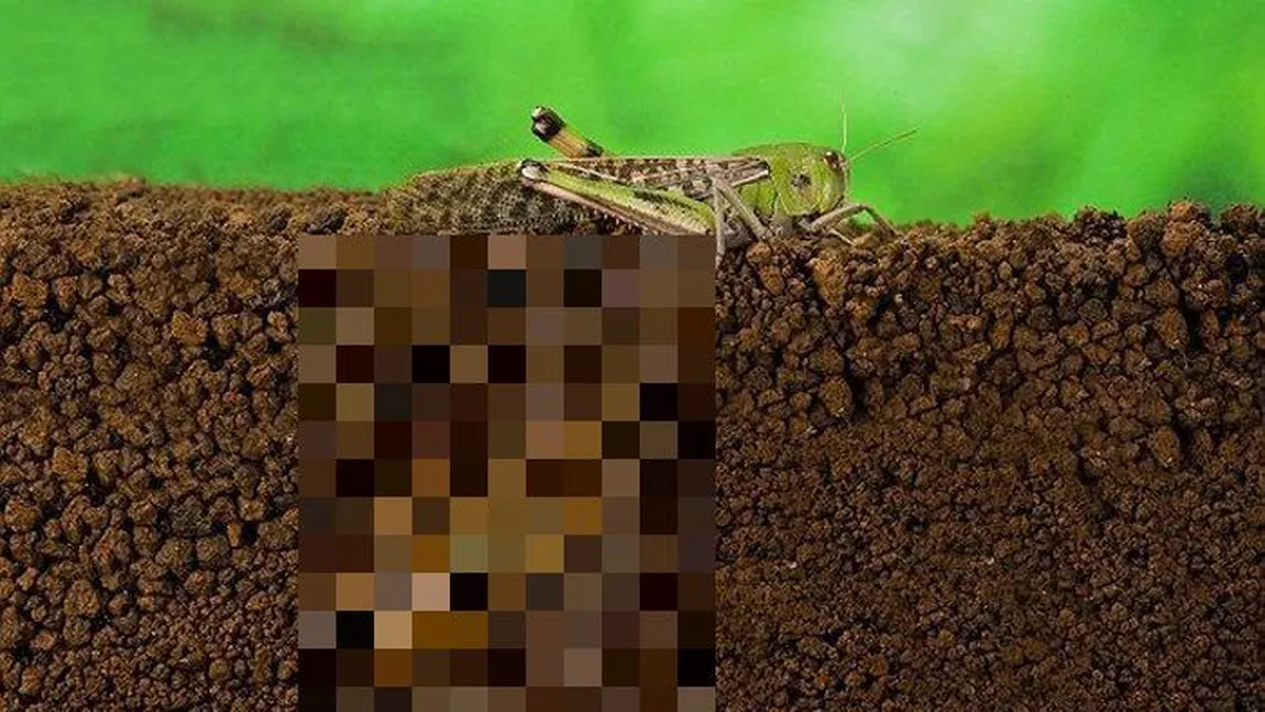MIRACOLE din LUMEA NECUVÂNTĂTOARELOR. Cum depune OUĂ o LĂCUSTĂ FOTO