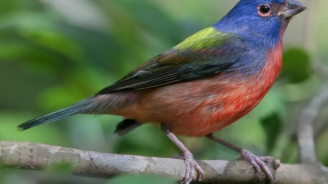 Schimbarea climatică ameninţă jumătate din speciile de păsări din America de Nord