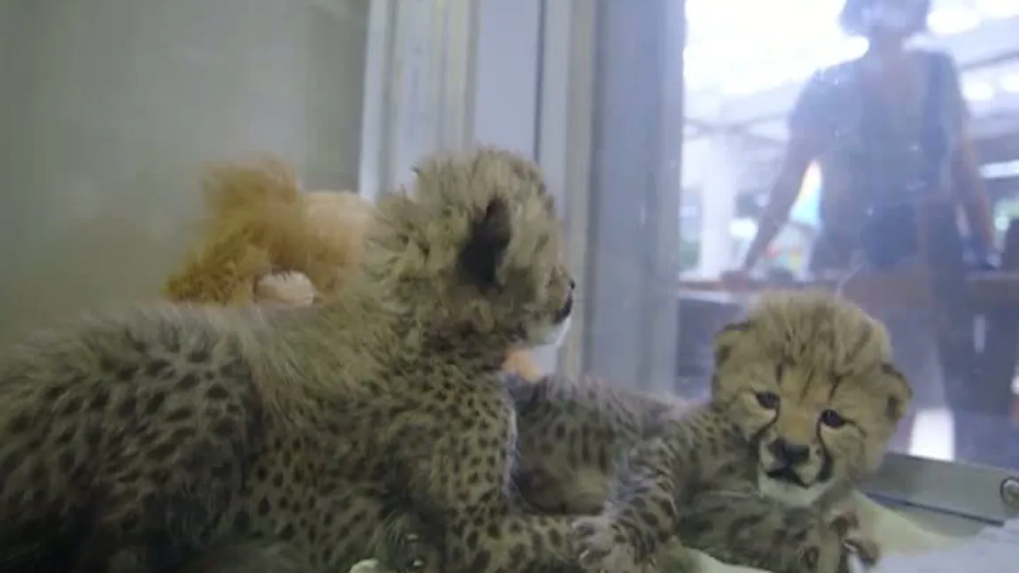 Doi pui de ghepard, noile vedete ale grădinii zoologice din San Diego VIDEO