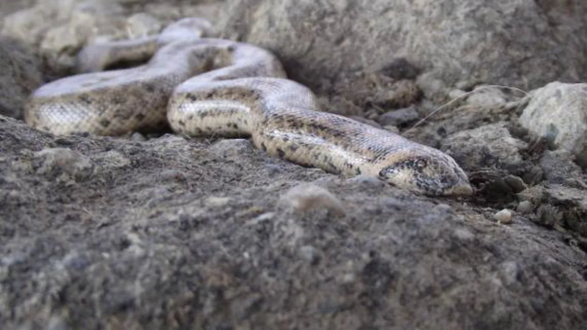 BOA DE NISIP, şarpe dintr-o specie rară, descoperit în România la 80 de ani de la dispariţie