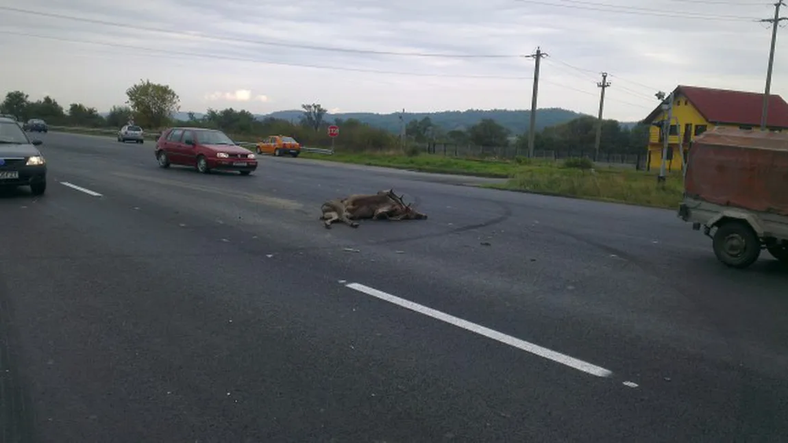 Un cerb a provocat un accident pe DN1. Două persoane au fost rănite