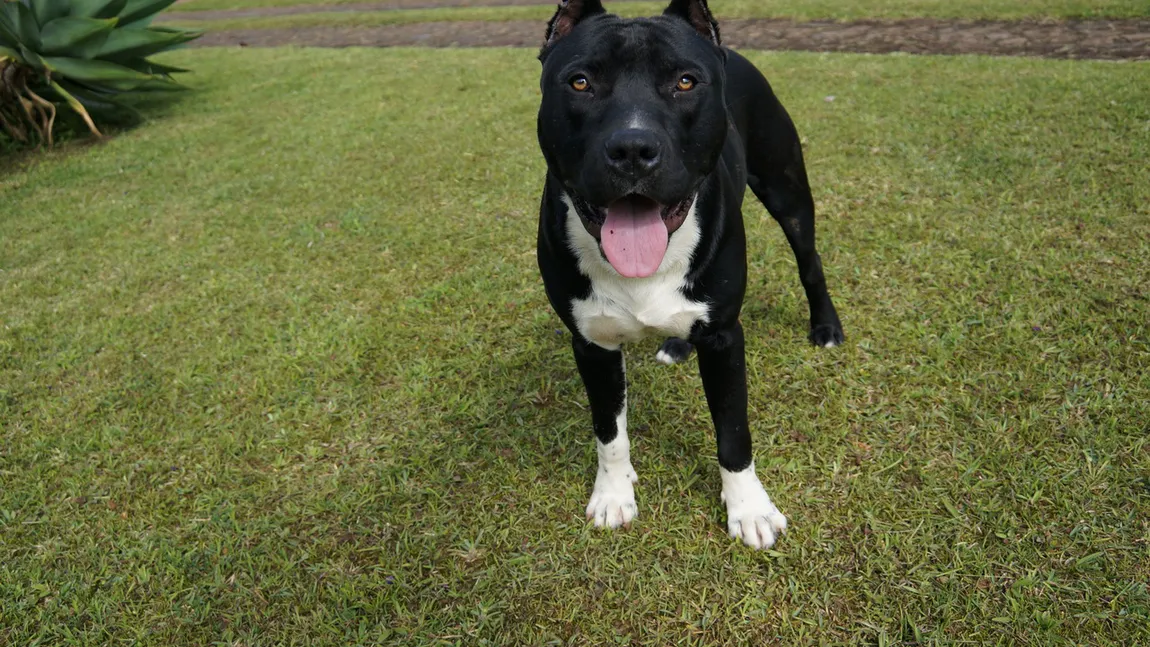 Un bucureştean îşi antrenează pitbull-ul în Herăstrău, fără botniţă şi lesă VIDEO