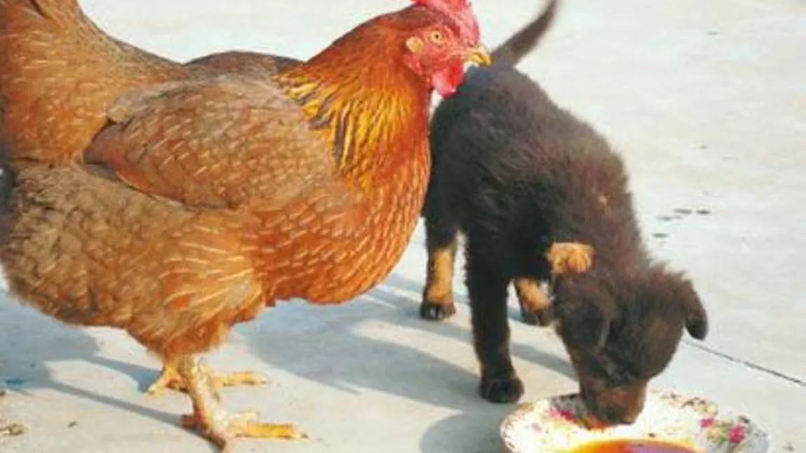 Noua fiţă culinară: Cum arată găinile care au carnea neagră