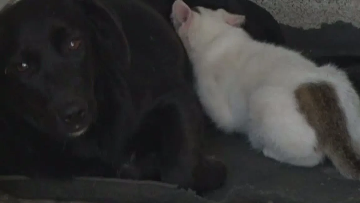 Sentimentele materne nu cunosc...speciile: O căţeluşă alăptează doi pisoi