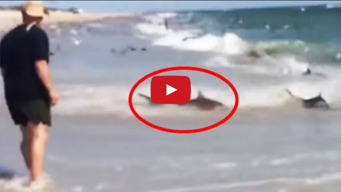 Imagini de COŞMAR pe o plajă. Rechinii au ajuns până la mal VIDEO